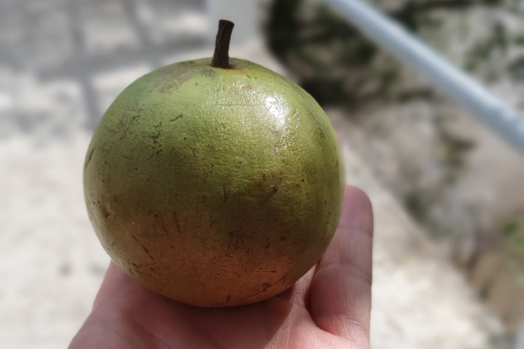 Milchfrucht