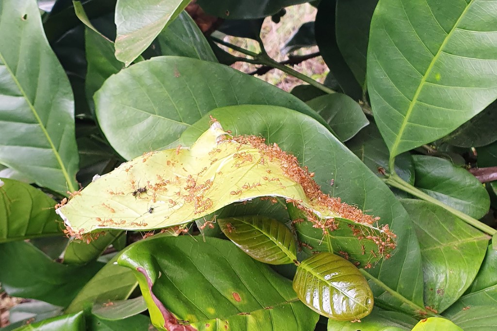 rote Ameisen am Kaffeestrauch