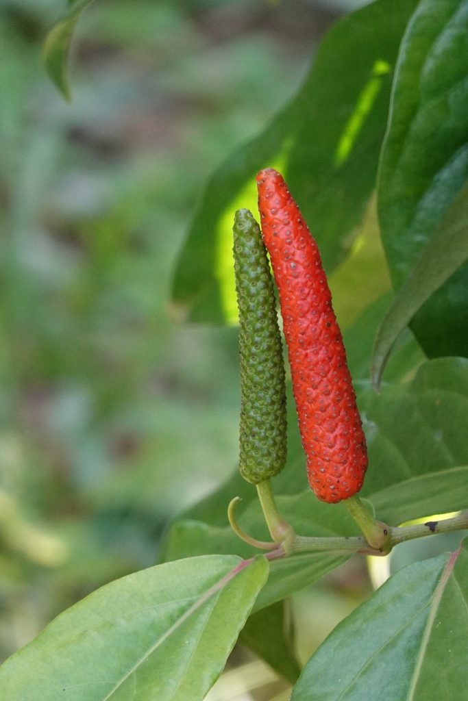 Long-Pepper