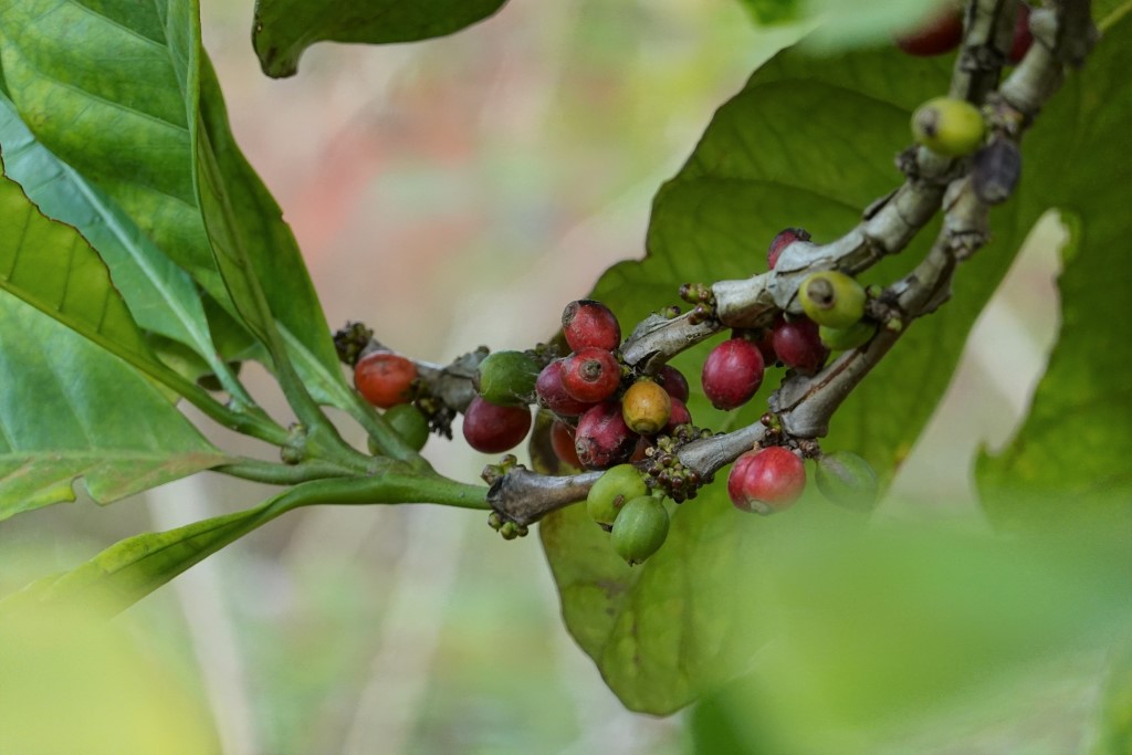Kaffeebeeren am Strauch
