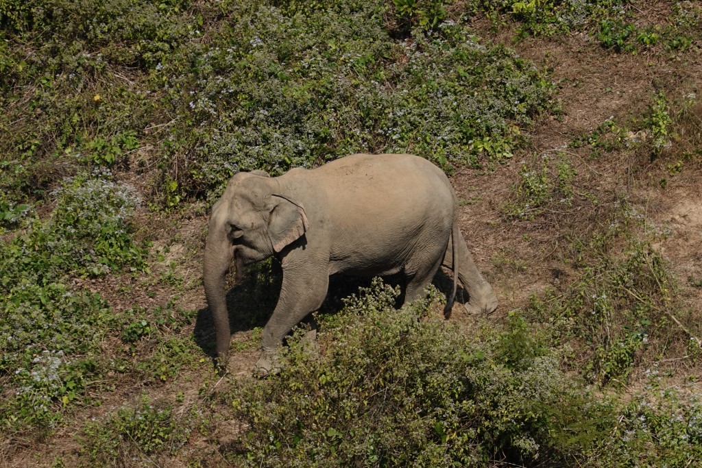 Elefant allein zu Haus