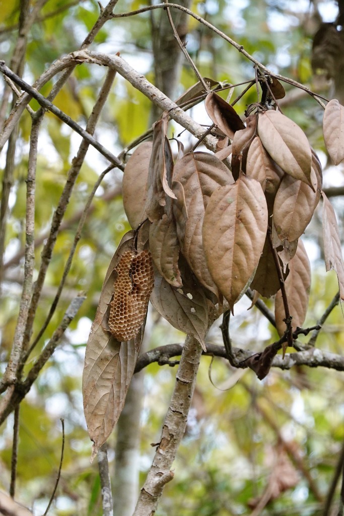Bienenwaben
