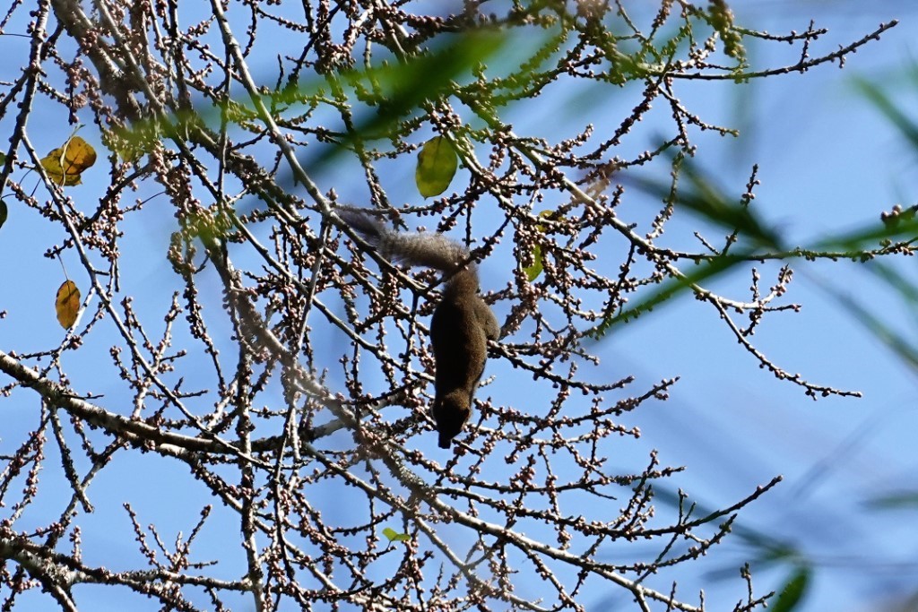 Eichhörnchen