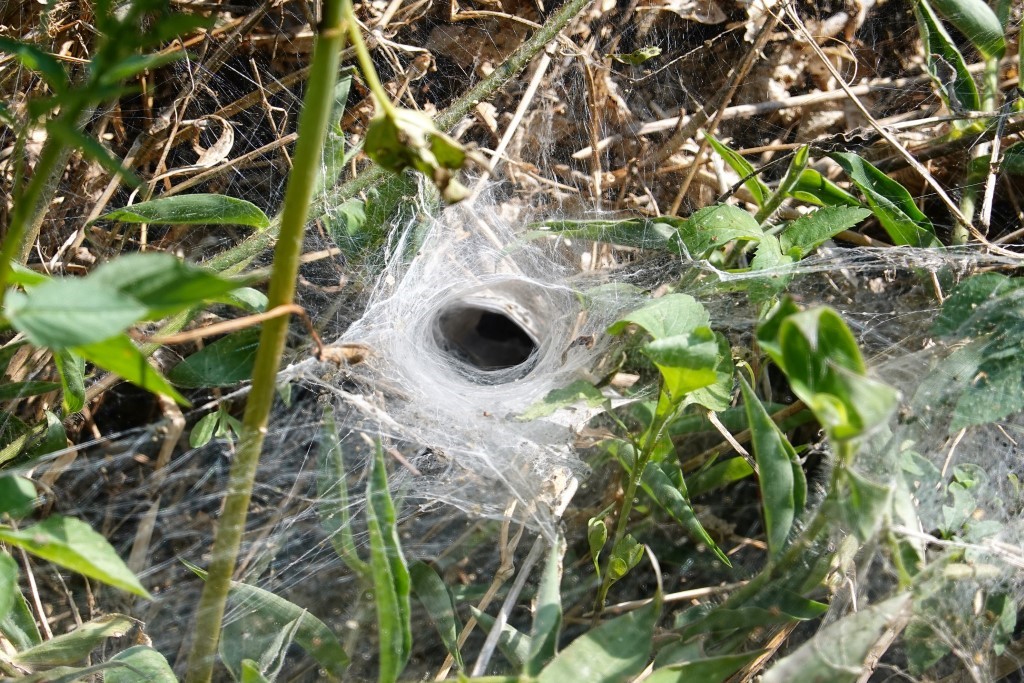 Spinnennetz